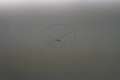 Ford Focus Wagon 1.6 Trend Trekhaak Grau - thumbnail 8