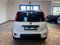Fiat Panda firefly hybrid s&s 5 posti/ 2.000 euro di optional Blanc - thumbnail 4