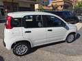 Fiat Panda 1.0 FireFly S&S Hybrid Eas 5 posti no obbligo fina Blanc - thumbnail 10