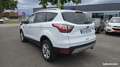 Ford Kuga 1.5 TDCi 120 SetS 4x2 Powershift Titanium Weiß - thumbnail 4