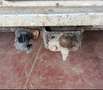 Opel Movano 2.3 CDTi L1H1 (E5) DPF Alb - thumbnail 10
