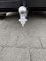 Polestar 3 111 kWh Long Range Pilot&Plus (360kW) Schwarz - thumbnail 12