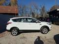 Ford Kuga 1,5 EcoBoost Titanium Weiß - thumbnail 6