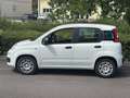 Fiat Panda 4x2 FireFly Hybrid 70 Weiß - thumbnail 3