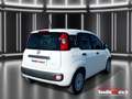 Fiat Panda Panda 1.0 FireFly S&S Hybrid - PADOVA Blanco - thumbnail 15