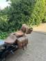Indian Scout - thumbnail 6