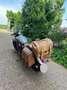 Indian Scout - thumbnail 8