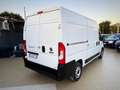 Fiat Ducato Garanzia 12 Mesi - thumbnail 3