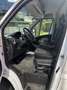 Fiat Ducato Ducato 33 L2H2 Kasten, Sofort verfügbar Weiß - thumbnail 10