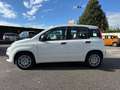 Fiat Panda Panda 1.0 FireFly S&S Hybrid Pandina Weiß - thumbnail 5
