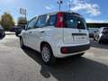 Fiat Panda Panda 1.0 FireFly S&S Hybrid Pandina Weiß - thumbnail 6