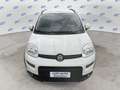 Fiat Panda 1.0 firefly hybrid City Life s&s 70cv 5p.ti Bianco - thumbnail 11