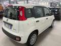 Fiat New Panda KM OO Panda Icon Hybrid 1.0 70 cv Km 00 Weiß - thumbnail 4
