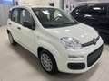 Fiat New Panda KM OO Panda Icon Hybrid 1.0 70 cv Km 00 Weiß - thumbnail 1