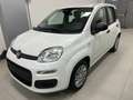 Fiat New Panda KM OO Panda Icon Hybrid 1.0 70 cv Km 00 Weiß - thumbnail 3