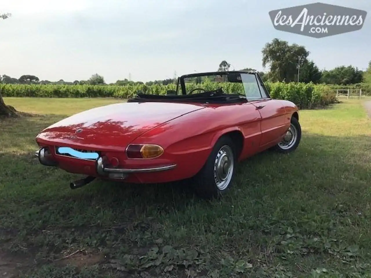 Alfa Romeo Spider Duetto 1750 Veloce, foto 3