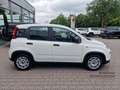 Fiat Panda MY24 Hybrid KomfortPaket Bluetooth Apple CarPlay A Weiß - thumbnail 7