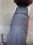 Honda SH 300 ABS crvena - thumbnail 13