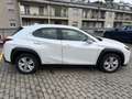 Lexus UX 250h hybrid Executive Business Bianco - thumbnail 9