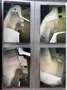 Jaguar E-Type E plancher plats - thumbnail 26