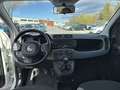 Fiat Panda 1.0 FireFly 70cv S&S Hybrid Bianco - thumbnail 8