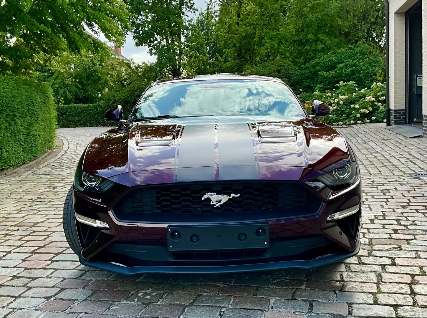 Ford Mustang Mustang 2.3 EcoBoost  ### 48000 km ### Mauve - 2