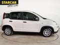 Fiat Panda 1.0 MILD-HYBRID+TAGESZULASSUNG+KLIMA+EFH+ Blanc - thumbnail 8