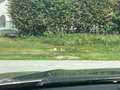 BMW X5 X5 PHEV xDrive40e Aut. Grau - thumbnail 13
