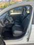Fiat Panda Panda 1.2 Lounge 69cv Bianco - thumbnail 7