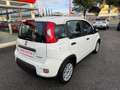 Fiat Panda Panda 1.0 FireFly Hybrid, PRONTA CONSEGNA! Bianco - thumbnail 5