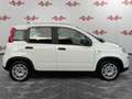 Fiat Panda Panda 1.0 FireFly Hybrid, PRONTA CONSEGNA! Bianco - thumbnail 4