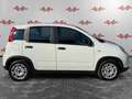 Fiat Panda Panda 1.0 FireFly Hybrid, 5 POSTI, PRONTA CONSEGN Alb - thumbnail 3