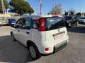 Fiat Panda Panda 1.0 FireFly Hybrid, 5 POSTI, PRONTA CONSEGN Alb - thumbnail 7
