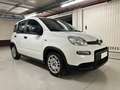 Fiat Panda Panda III 1.0 FIREFLY HYBRID S | UNIPROPRIETARIO | Bianco - thumbnail 2