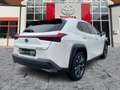 Lexus UX 250h Style Edition ACC*KAM*DAB*SHZ*LenkradHz Blanc - thumbnail 6