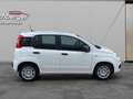 Fiat Sonstige Pandina FireFly Hybrid 65 Icon Weiß - thumbnail 4