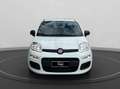Fiat Panda 1.0 firefly hybrid s&s 70cv 5p.ti Bianco - thumbnail 3