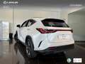 Lexus NX 350h Executive+ 2WD Bílá - thumbnail 14