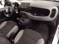 Fiat Panda CROSS 1.0 MHEV 70 CV 5P Blanco - thumbnail 9