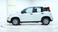 Fiat Panda 4x2 FireFly Hybrid 70 Weiß - thumbnail 3