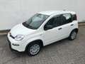 Fiat Panda 1.0 GSE Pandina Hybrid 2024 Sitzheizung Blanco - thumbnail 4