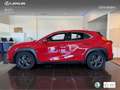 Lexus UX 250h Business 2WD Rot - thumbnail 13