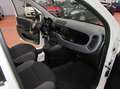 Fiat Panda Panda  4x4 Blanc - thumbnail 15