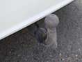 Mercedes-Benz B 180 B 180 CDI (BM 246) BlueEfficiency AHZV ! Alb - thumbnail 10