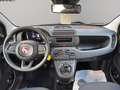Fiat Panda 1.0 firefly hybrid s&s 70cv Gold - thumbnail 13
