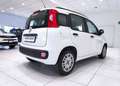 Fiat Panda Panda 1.2 Easy*45.000 KM*GARANTITA* Weiß - thumbnail 3