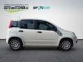 Fiat Panda 4x2 FireFly 70 Pandina Bianco - thumbnail 8
