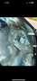 Audi A8 3.0 TDI DPF clean diesel quattro tiptronic - thumbnail 9