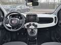 Fiat Panda 1.0 FireFly 70cv S&S Hybrid Pandina Bianco - thumbnail 8