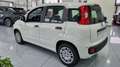 Fiat Panda 1.0 FireFly S&S Hybrid 5Posti Bianco - thumbnail 3